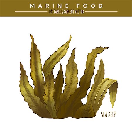 simsearch:400-08616184,k - Sea Kelp. Marine food, editable gradient vector Foto de stock - Royalty-Free Super Valor e Assinatura, Número: 400-08673609