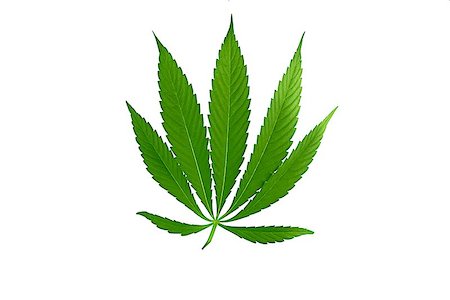 Cannabis leaf, marijuana isolated over white background Stock Photo - Budget Royalty-Free & Subscription, Code: 400-08680196