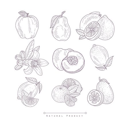 simsearch:400-08654097,k - Fresh Vegetables Isolated Hand Drawn Realistic Detailed Sketch In Classy Simple Pencil Style On White Background Stockbilder - Microstock & Abonnement, Bildnummer: 400-08680554