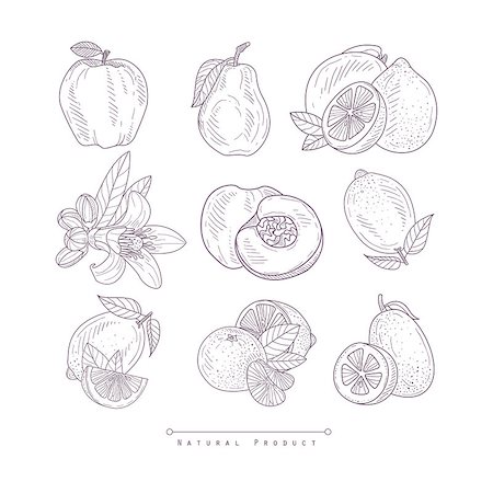 simsearch:400-08654097,k - Fresh Vegetables Isolated Hand Drawn Realistic Detailed Sketch In Classy Simple Pencil Style On White Background Foto de stock - Super Valor sin royalties y Suscripción, Código: 400-08680554