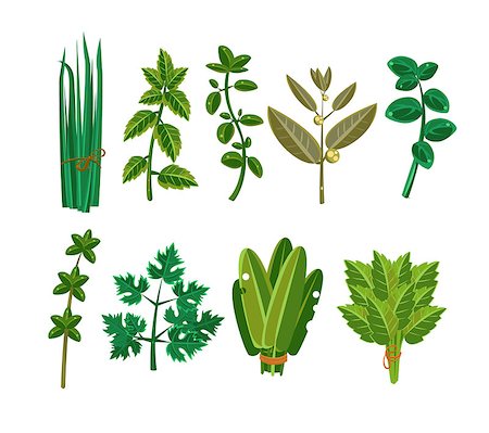 Set of 9 vector herbs, aromatic herbs for seasoning food Stockbilder - Microstock & Abonnement, Bildnummer: 400-08680599