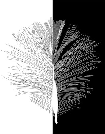 simsearch:400-08710331,k - Black Bird Feather Drawn in Vector Illustration. EPS10 Foto de stock - Royalty-Free Super Valor e Assinatura, Número: 400-08680916