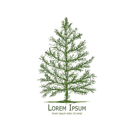Pine tree, art sketch for your design. Vector illustration Stock Photo - Budget Royalty-Free & Subscription, Code: 400-08681270