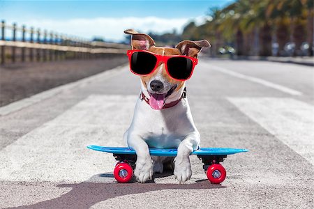 simsearch:400-08694289,k - jack russell terrier dog  riding a skateboard as a skater , with sunglasses in summer vacation close to the beach Stock Photo - Budget Royalty-Free & Subscription, Code: 400-08694286