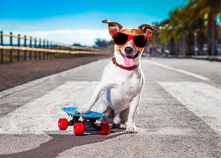 simsearch:400-08694289,k - jack russell terrier dog  riding a skateboard as a skater , with sunglasses in summer vacation close to the beach Stock Photo - Budget Royalty-Free & Subscription, Code: 400-08694287