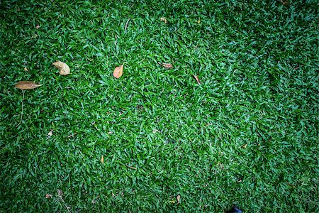 simsearch:400-05118067,k - green grass. natural background texture. fresh spring green grass. Stock Photo - Budget Royalty-Free & Subscription, Code: 400-08694344