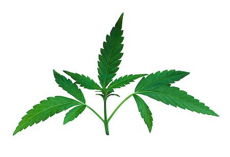 simsearch:400-08974373,k - green marijuana leaves detail Stock Photo - Budget Royalty-Free & Subscription, Code: 400-08694363