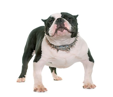 puppy american bully in front of white background Stock Photo - Budget Royalty-Free & Subscription, Code: 400-08694374
