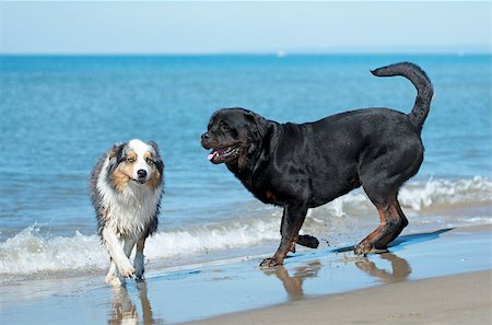 running rottweiler - rottweiler and australian shepherd playing on the beach Stock Photo - Budget Royalty-Free & Subscription, Code: 400-08694390