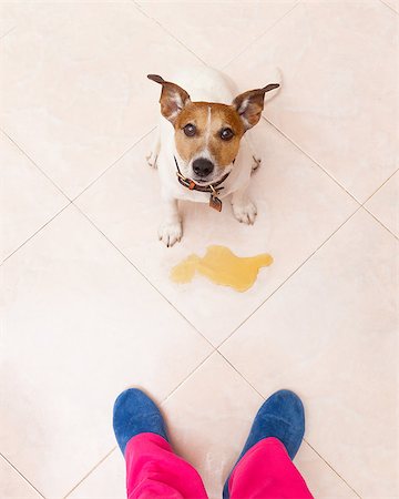 potty-training - jack russell dog being punished for urinate or pee  at home by his owner, isolated on the floor Stock Photo - Budget Royalty-Free & Subscription, Code: 400-08694608