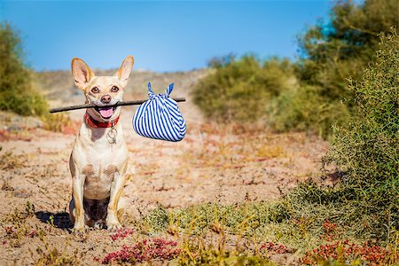 simsearch:400-08158224,k - chihuahua dog abandoned and left all alone on the road or street, with luggage bag  , begging to come home to owners Stockbilder - Microstock & Abonnement, Bildnummer: 400-08694614