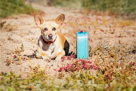simsearch:400-08158224,k - chihuahua dog abandoned and left all alone on the road or street, with luggage bag  , begging to come home to owners Stockbilder - Microstock & Abonnement, Bildnummer: 400-08694615