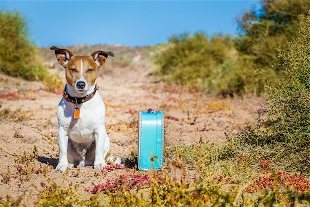 simsearch:400-08158224,k - Jack russell dog abandoned and left all alone on the road or street, with luggage bag  , begging to come home to owners, Stockbilder - Microstock & Abonnement, Bildnummer: 400-08694617