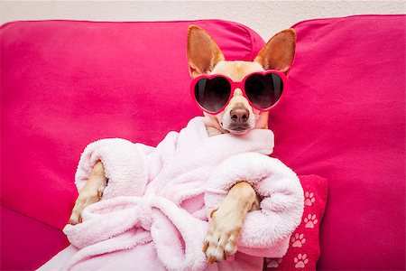 sieste - chihuahua dog relaxing  and lying, in   spa wellness center ,wearing a  bathrobe and funny sunglasses Stock Photo - Budget Royalty-Free & Subscription, Code: 400-08694619