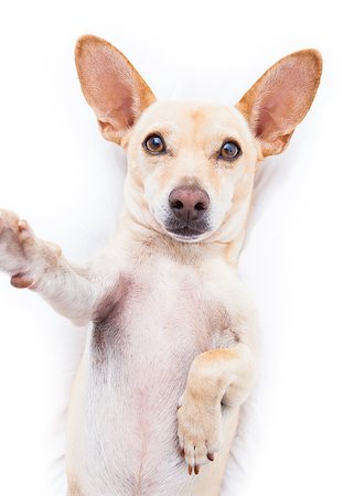 simsearch:400-08159205,k - chihuahua terrier dog resting  upside down on his bed taking a selfie with smartphone,  tired and sleepy or sick and ill Stock Photo - Budget Royalty-Free & Subscription, Code: 400-08694611