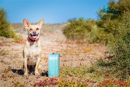simsearch:400-08899981,k - chihuahua dog abandoned and left all alone on the road or street, with luggage bag  , begging to come home to owners Foto de stock - Super Valor sin royalties y Suscripción, Código: 400-08694613