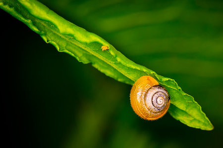 simsearch:400-07822203,k - Snail on a green leaf. Stock Photo - Budget Royalty-Free & Subscription, Code: 400-08694900