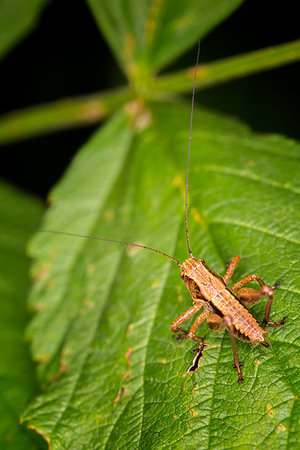 Detail view on a brown grasshopper. Stock Photo - Budget Royalty-Free & Subscription, Code: 400-08694901