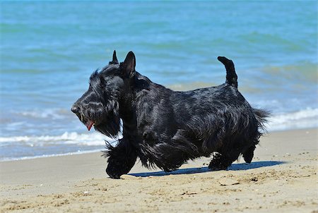 schottischer terrier - scottish terrier standing on the beach, in France Stockbilder - Microstock & Abonnement, Bildnummer: 400-08694975