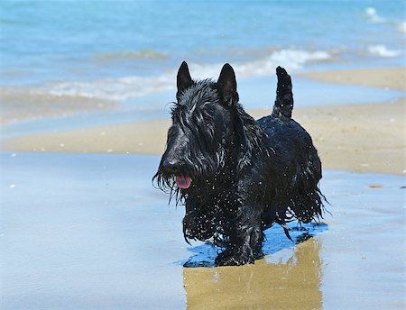 schottischer terrier - scottish terrier standing on the beach, in France Stockbilder - Microstock & Abonnement, Bildnummer: 400-08694977