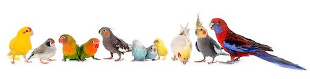 common pet parakeet, African Grey Parrot, lovebirds, Zebra finch and Cockatie lin front of white background Photographie de stock - Aubaine LD & Abonnement, Code: 400-08694970