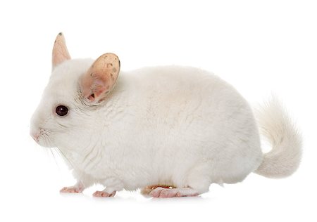 young chinchilla in front of white background Stock Photo - Budget Royalty-Free & Subscription, Code: 400-08694986