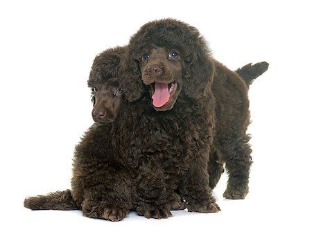 puppy poodle in front of white background Stock Photo - Budget Royalty-Free & Subscription, Code: 400-08694996