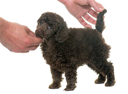 puppy poodle in front of white background Stock Photo - Budget Royalty-Free & Subscription, Code: 400-08694998
