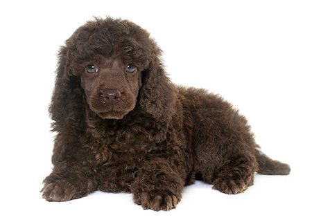 puppy poodle in front of white background Stock Photo - Budget Royalty-Free & Subscription, Code: 400-08694991