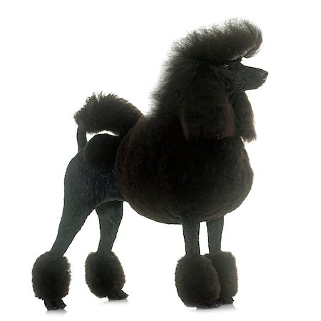standard poodle in front of white background Stock Photo - Budget Royalty-Free & Subscription, Code: 400-08695003