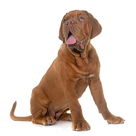 simsearch:400-08669628,k - puppy Bordeaux mastiff in front of white background Stock Photo - Budget Royalty-Free & Subscription, Code: 400-08695013