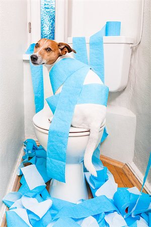 educazione all'uso del vaso - jack russell terrier, sitting on a toilet seat with digestion problems or constipation looking very sad and toilet paper rolls everywhere Fotografie stock - Microstock e Abbonamento, Codice: 400-08695146