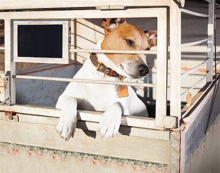simsearch:400-08158224,k - jack russell  abandoned  dog and left all alone in animal shelter or cage, begging to be adopted and come home to owners Stockbilder - Microstock & Abonnement, Bildnummer: 400-08695147