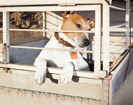 simsearch:400-08696541,k - jack russell  abandoned  dog and left all alone in animal shelter or cage, begging to be adopted and come home to owners Foto de stock - Super Valor sin royalties y Suscripción, Código: 400-08695148