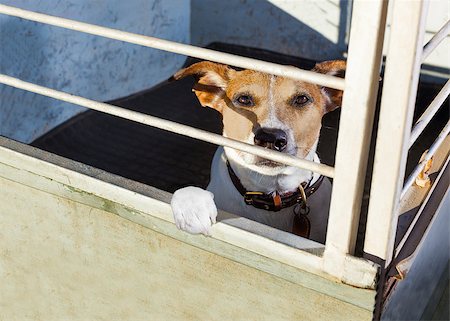 simsearch:400-08158224,k - jack russell  abandoned  dog and left all alone in animal shelter or cage, begging to be adopted and come home to owners Stockbilder - Microstock & Abonnement, Bildnummer: 400-08695149