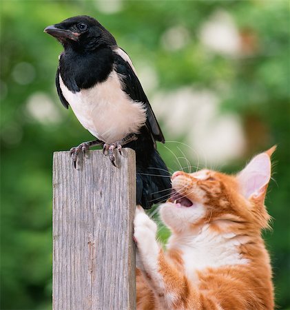 feral - Domestic red Maine Coon kitten, 4 months old, hunted a nestling of magpie. Cat hunted a bird. Stock Photo - Budget Royalty-Free & Subscription, Code: 400-08695329