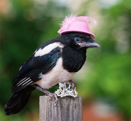 Bird in pink hat with small jewelry. Magpie thief stealing a shine jewellery. Stockbilder - Microstock & Abonnement, Bildnummer: 400-08695334