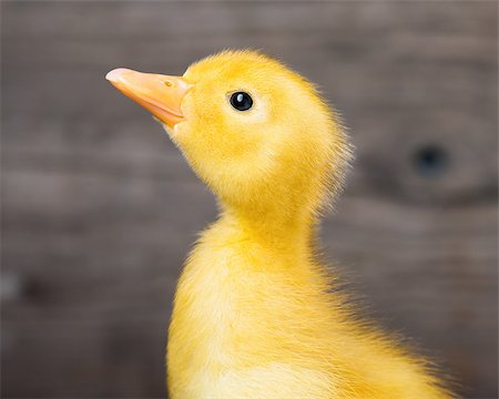 fotostok_pdv (artist) - Portrait of cute little newborn gosling. Close up on a wooden background. Foto de stock - Royalty-Free Super Valor e Assinatura, Número: 400-08695342