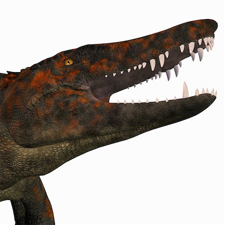 simsearch:400-08694325,k - Uberabasuchus was an carnivorous crocodile that lived in the Cretaceous Period of Brazil. Foto de stock - Super Valor sin royalties y Suscripción, Código: 400-08695420