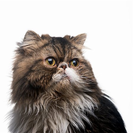 simsearch:400-08316734,k - The Persian cat dark isolated on a white background Stockbilder - Microstock & Abonnement, Bildnummer: 400-08695442