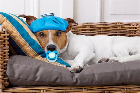 simsearch:400-08152880,k - sick and ill jack russell  dog resting  having  a siesta upside down on his bed with his teddy bear,   tired and sleepy Photographie de stock - Aubaine LD & Abonnement, Code: 400-08695484