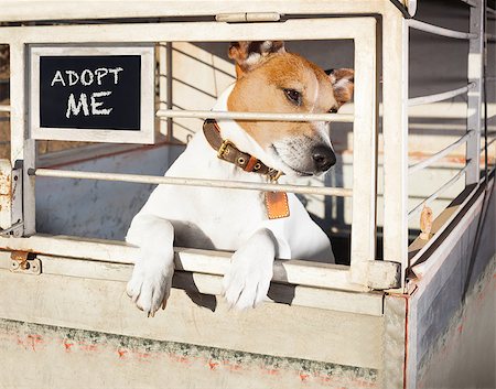 simsearch:400-08899981,k - jack russell  abandoned  dog and left all alone in animal shelter or cage, begging to be adopted and come home to owners Foto de stock - Super Valor sin royalties y Suscripción, Código: 400-08695485