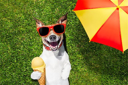 dog eating grass - jack russell dog relaxing on grass or meadow in park  with  cold vanilla ice cream ,  on summer vacation holidays under umbrella Stock Photo - Budget Royalty-Free & Subscription, Code: 400-08695551