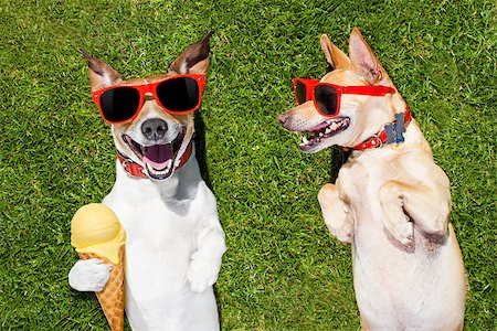dog eating grass - couple of dogs relaxing on grass or meadow in park  with  cold vanilla ice cream ,  on summer vacation holidays Stock Photo - Budget Royalty-Free & Subscription, Code: 400-08695552