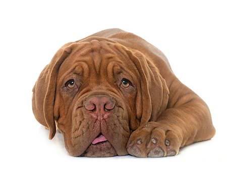simsearch:400-08669628,k - puppy Bordeaux mastiff in front of white background Stock Photo - Budget Royalty-Free & Subscription, Code: 400-08695575
