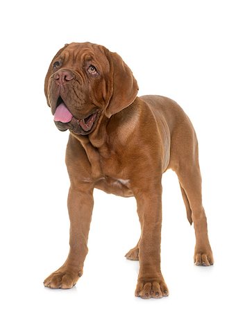 simsearch:400-08669628,k - puppy Bordeaux mastiff in front of white background Stock Photo - Budget Royalty-Free & Subscription, Code: 400-08695577