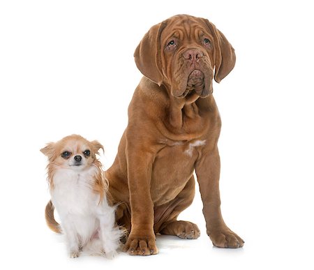 simsearch:400-08669628,k - puppy Bordeaux mastiff and chihuahua in front of white background Stock Photo - Budget Royalty-Free & Subscription, Code: 400-08695578