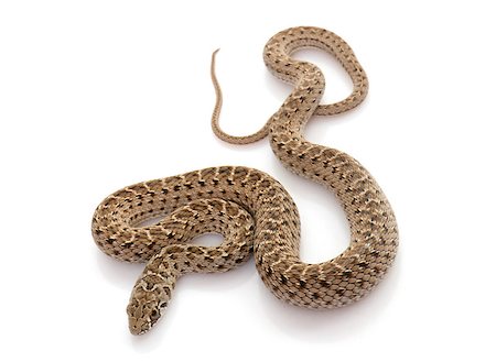 Montpellier snake in front of white background Fotografie stock - Microstock e Abbonamento, Codice: 400-08695573