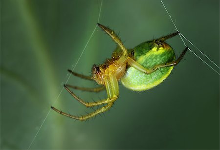 Spider Araniella displicata weaving web close-up macro Stock Photo - Budget Royalty-Free & Subscription, Code: 400-08695593