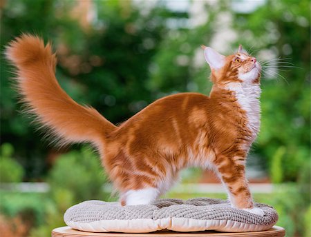 Portrait of domestic red Maine Coon kitten, 5 months old. Cat posing on green outdoor background. Stock Photo - Budget Royalty-Free & Subscription, Code: 400-08695683